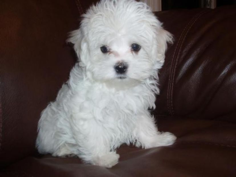 bichon-maltez-dog-on-couch - De vanzare Bishon Maltez 0762111365