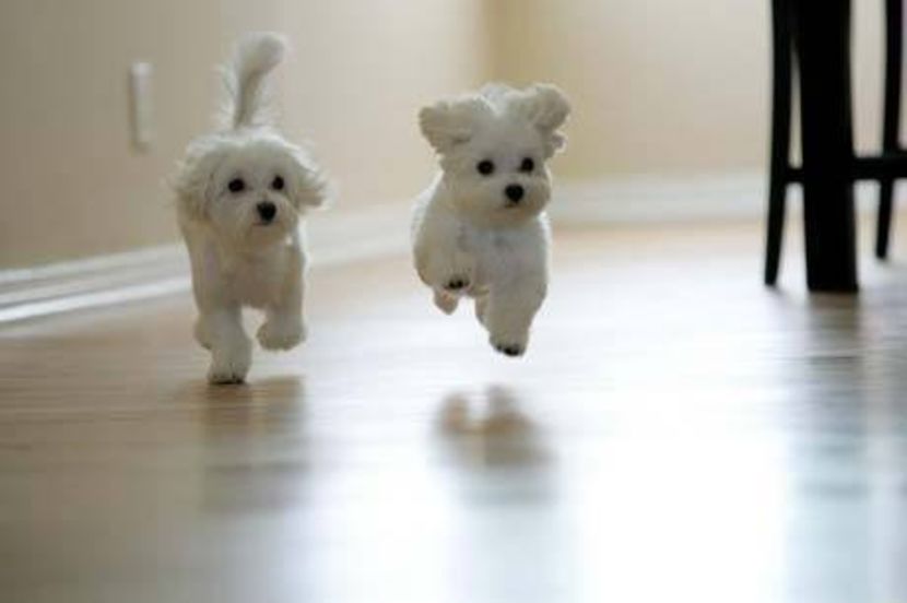 bichon-maltez-dog-puppies-running - De vanzare Bishon Maltez 0762111365