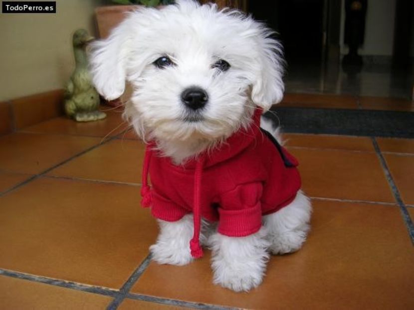 bichon-maltez-dog-red-blouse - De vanzare Bishon Maltez 0762111365