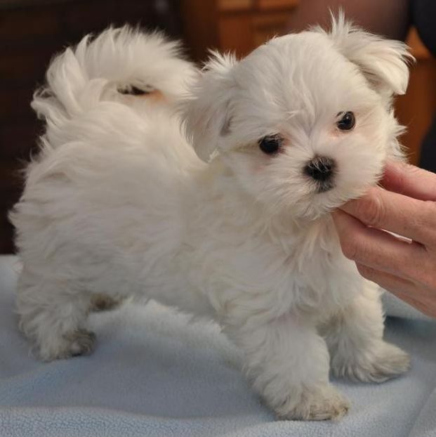 bichon-maltez-dog-white-puppy - De vanzare Bishon Maltez 0762111365