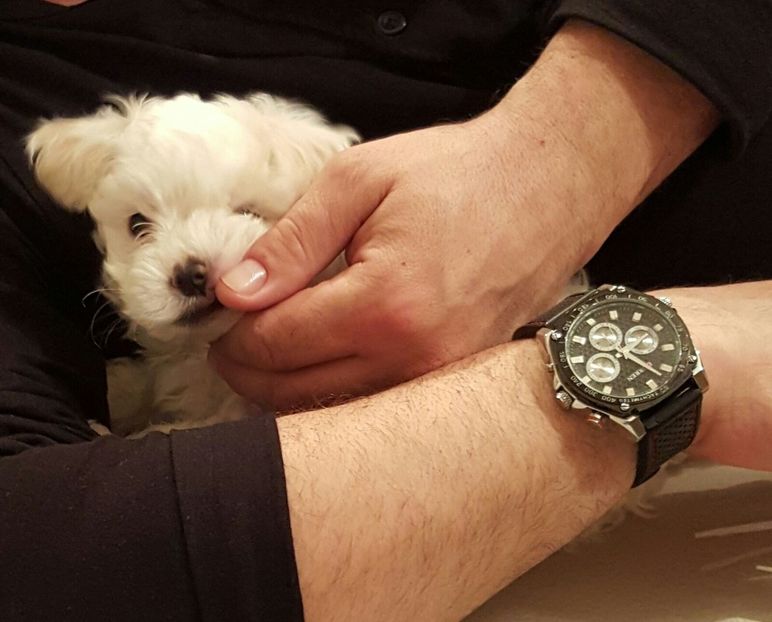 IMG-20160301-WA0018 - De vanzare Bishon Maltez 0762111365