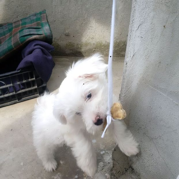 IMG-20160402-WA0011 - De vanzare Bishon Maltez 0762111365