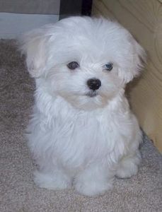 Maltese-dogs-masquerade-11503772-300-392 - De vanzare Bishon Maltez 0762111365