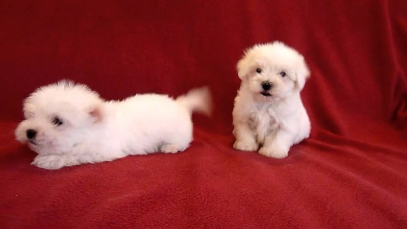 maxresdefault - De vanzare Bishon Maltez 0762111365