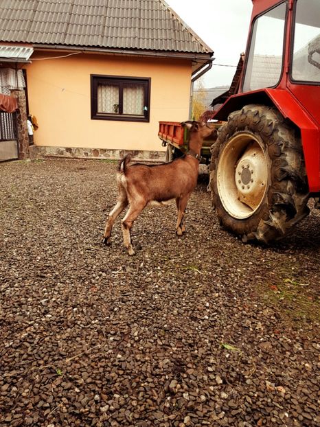 6 luni - 111 Alpina Franceza