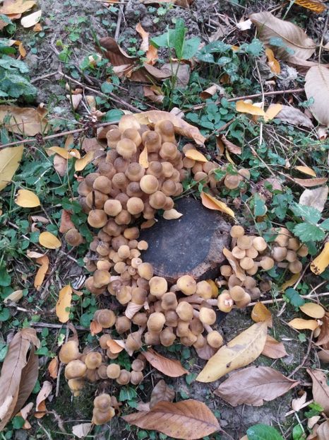  - Peisaje Filipestii de Padure