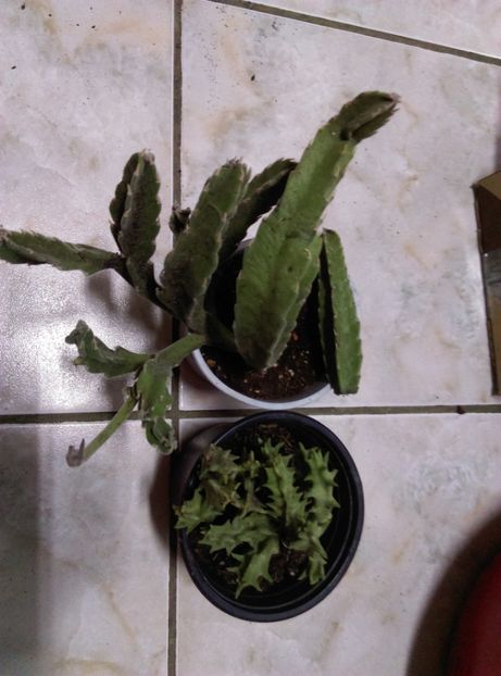 Orbea lutea stapelia gettleffii - Cactusi si suculente 2018 2