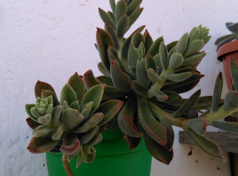  - Cactusi si suculente 2018 2