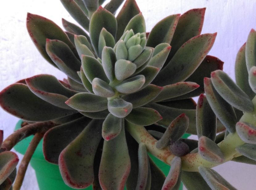  - Cactusi si suculente 2018 2