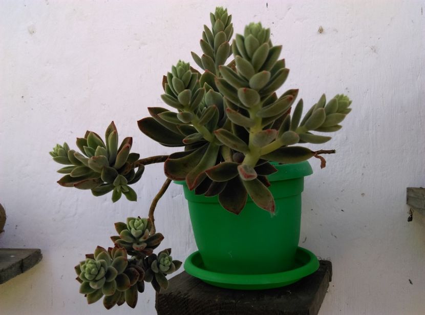  - Cactusi si suculente 2018 2