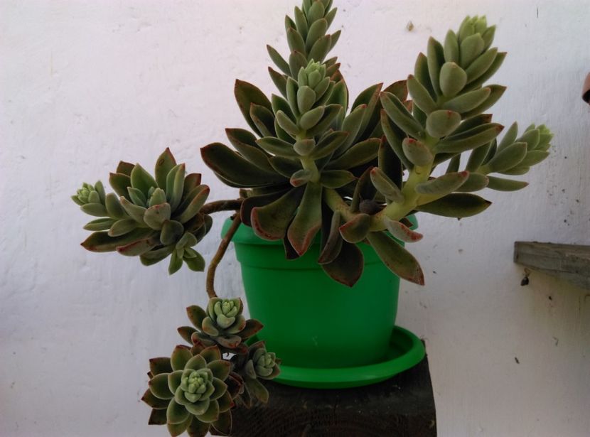  - Cactusi si suculente 2018 2