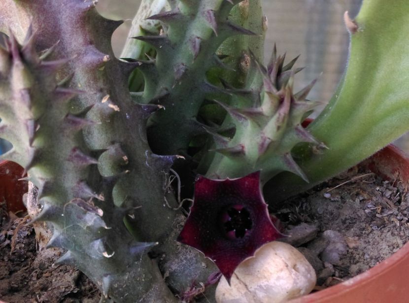  - Cactusi si suculente 2018 2