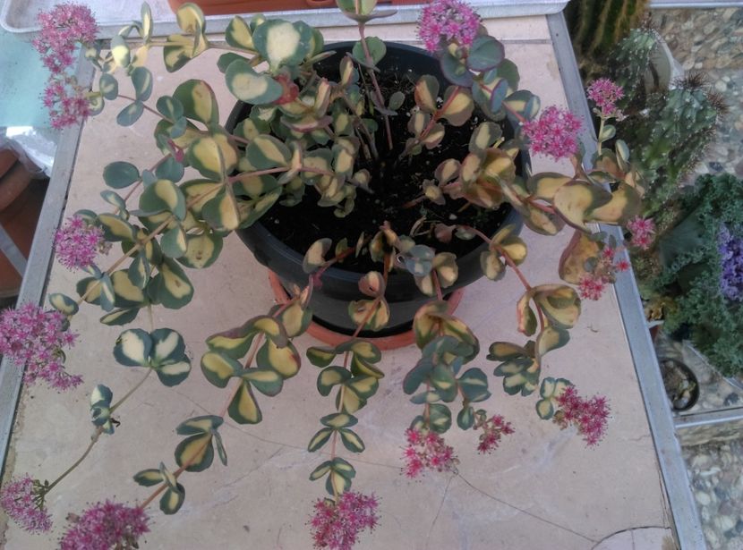  - Cactusi si suculente 2018 2