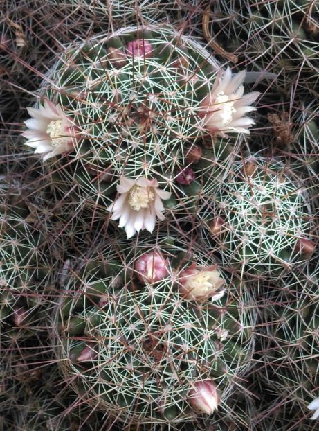  - Cactusi si suculente 2018 2