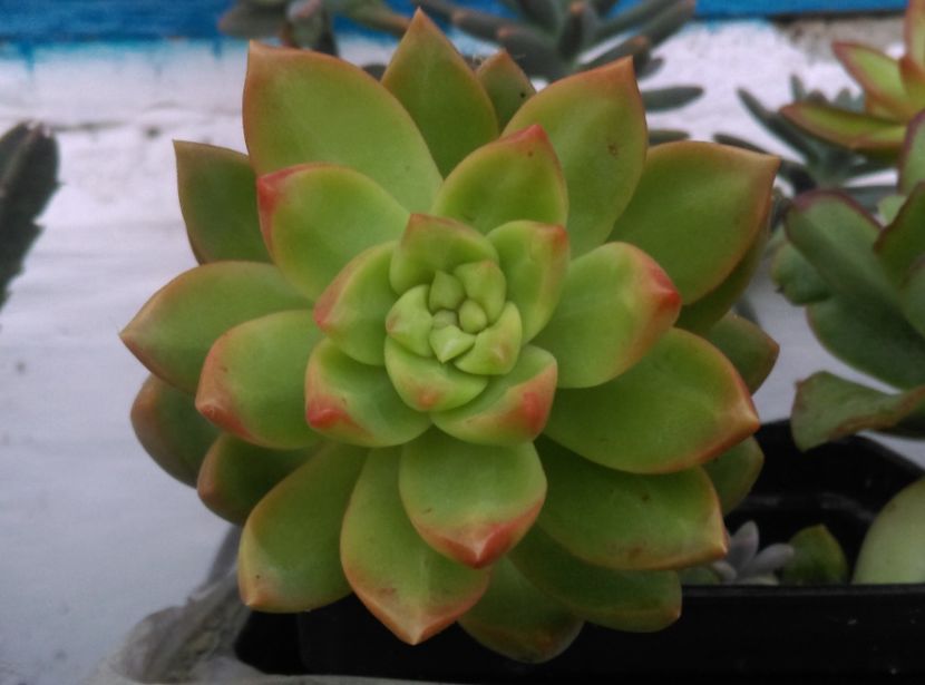  - Cactusi si suculente 2018 2