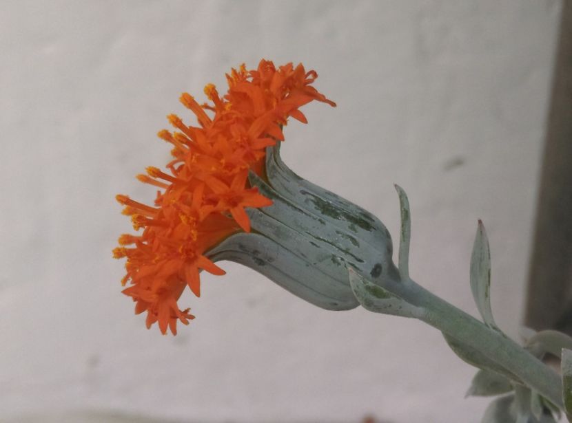 - Cactusi si suculente 2018 2