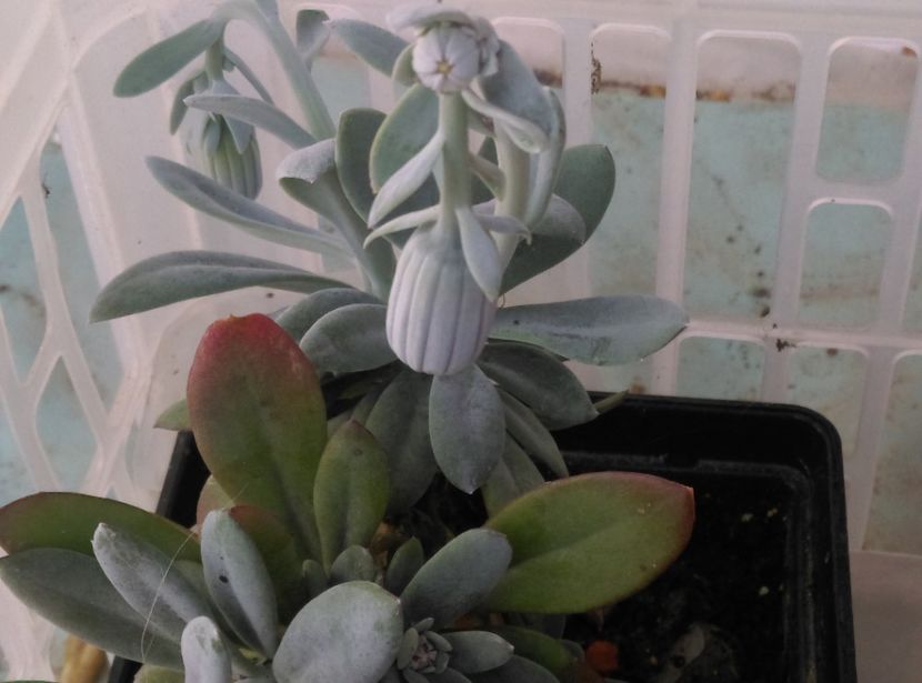  - Cactusi si suculente 2018 2