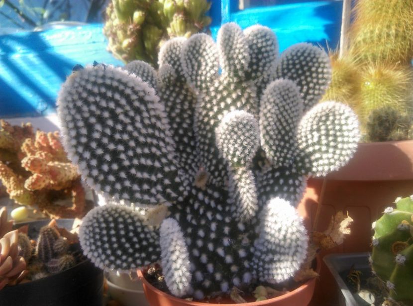  - Cactusi si suculente 2018 2