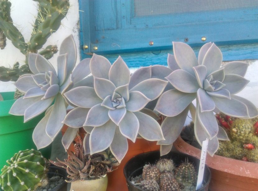  - Cactusi si suculente 2018 2