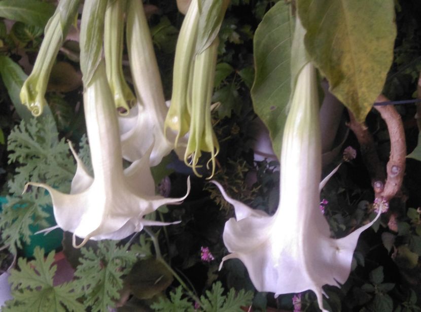  - Brugmansia