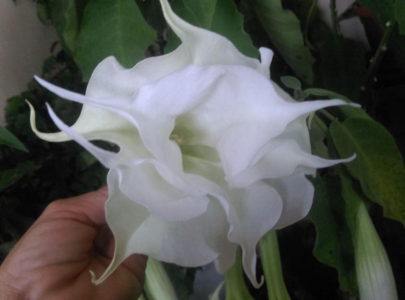  - Brugmansia