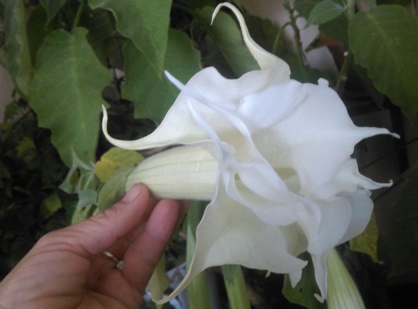  - Brugmansia