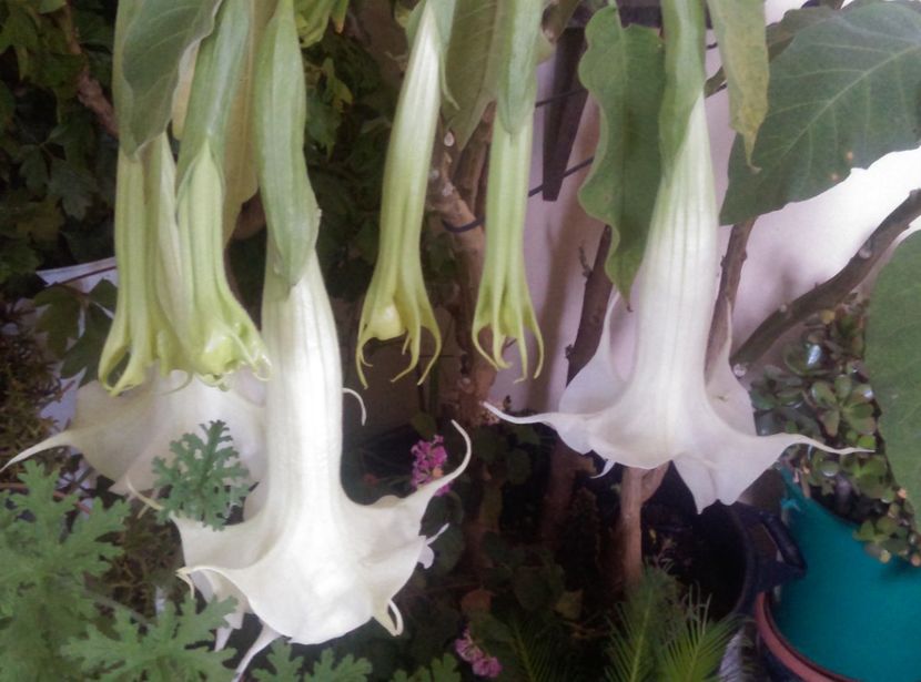  - Brugmansia