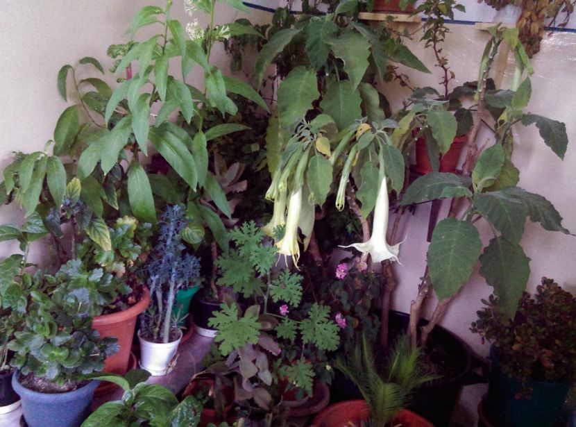  - Brugmansia