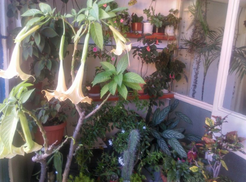  - Brugmansia