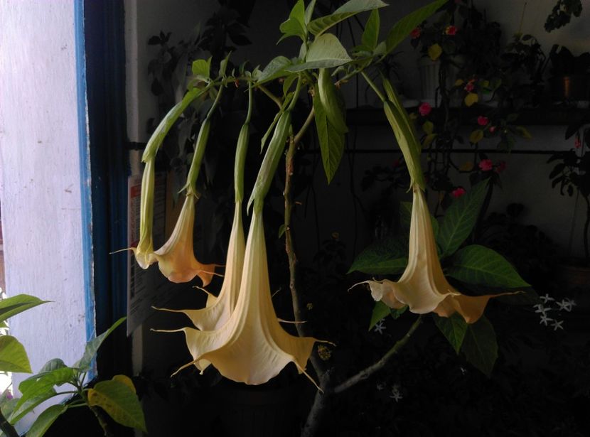  - Brugmansia