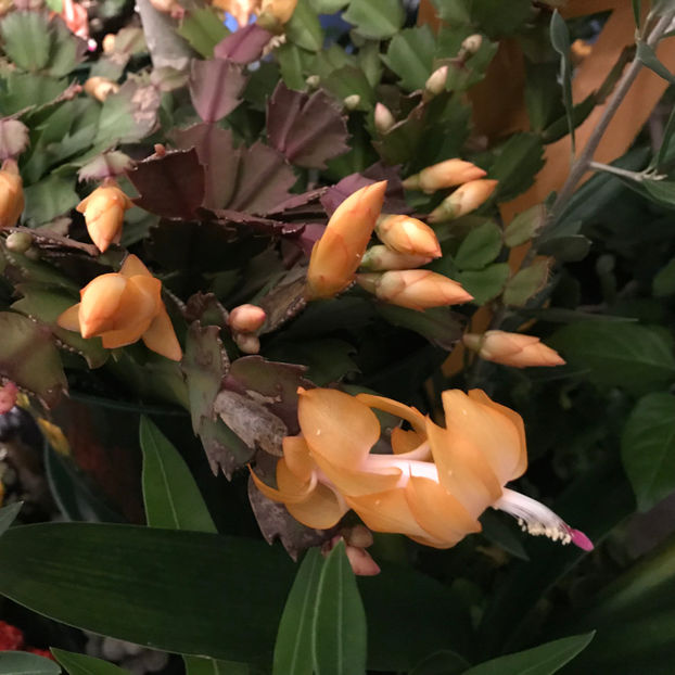  - 2018 Plante de interior