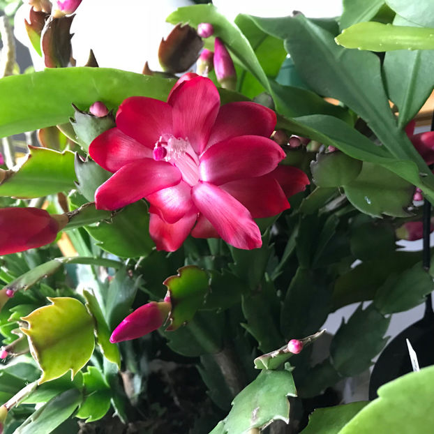  - 2018 Plante de interior