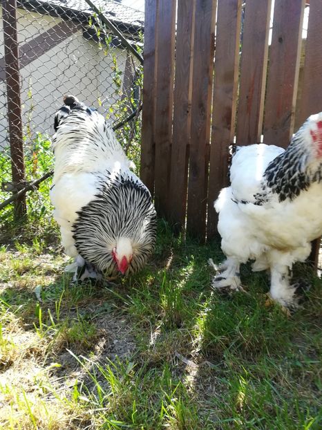  - Brahma herminat deschis 2017