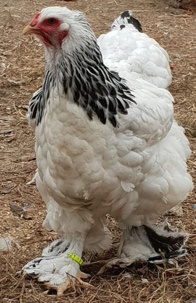  - Brahma herminat deschis 2017