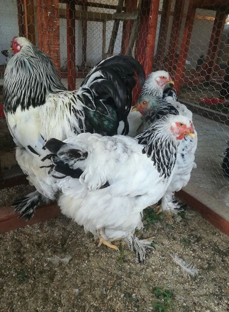  - Brahma herminat deschis 2017