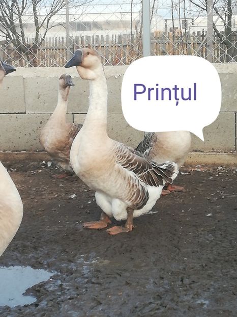  - Boboci de gasca africana 2018