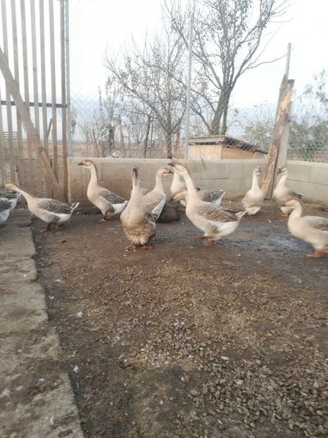  - Boboci de gasca africana 2018