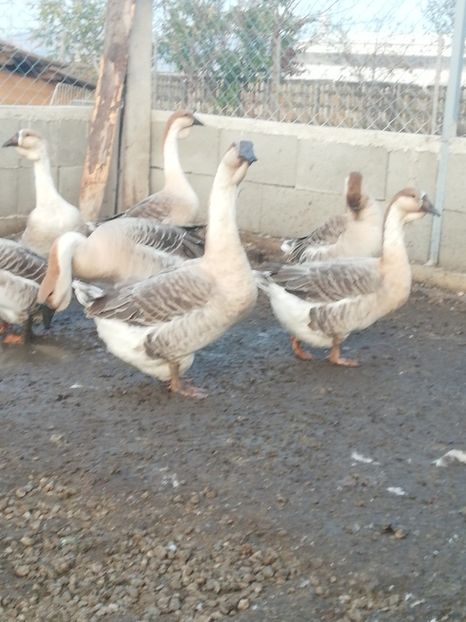  - Boboci de gasca africana 2018