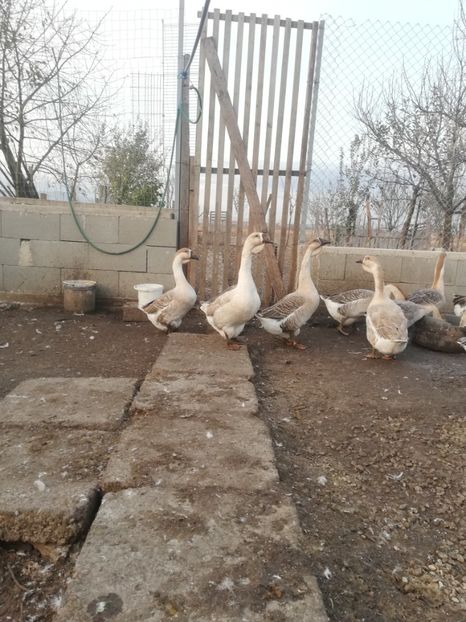  - Boboci de gasca africana 2018