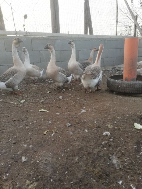  - Boboci de gasca africana 2018