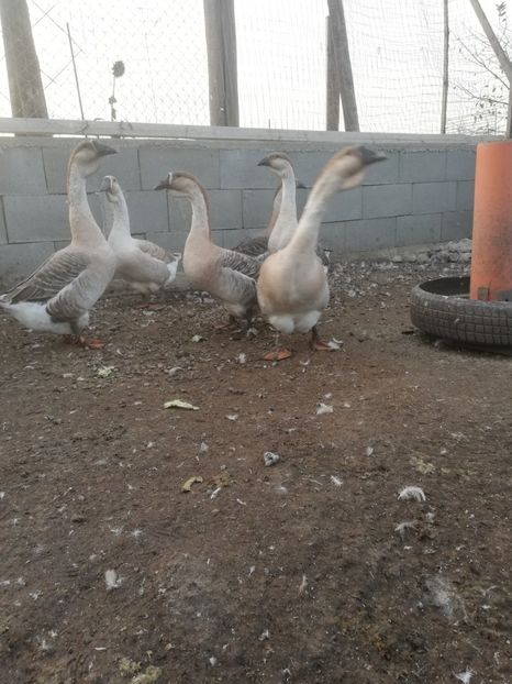  - Boboci de gasca africana 2018