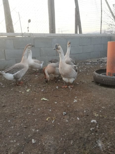  - Boboci de gasca africana 2018