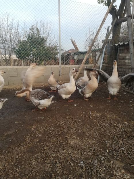  - Boboci de gasca africana 2018