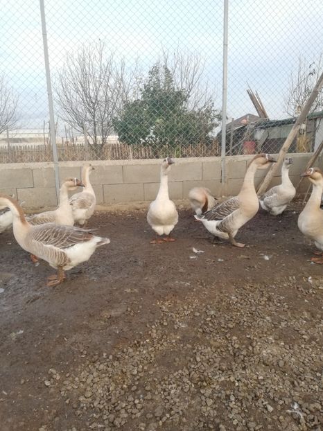  - Boboci de gasca africana 2018