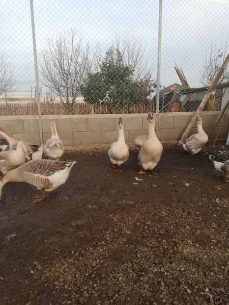  - Boboci de gasca africana 2018