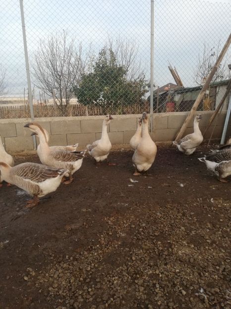  - Boboci de gasca africana 2018