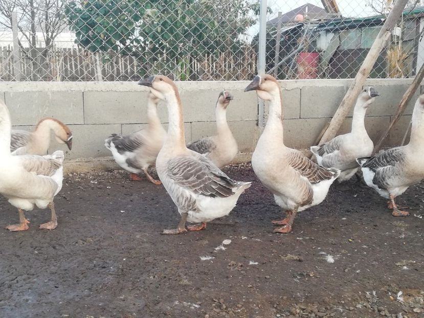  - Boboci de gasca africana 2018