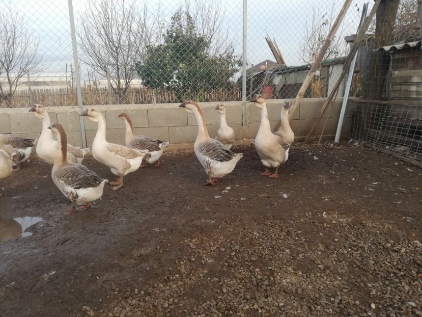  - Boboci de gasca africana 2018