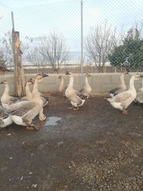  - Boboci de gasca africana 2018