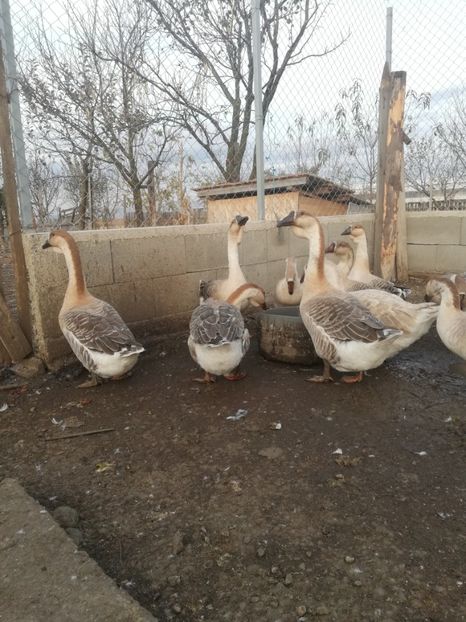  - Boboci de gasca africana 2018